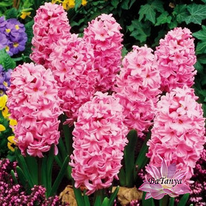 Гіацинт "Fondant", фото 1