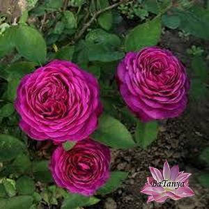 Троянда Бордова Хайді Клум