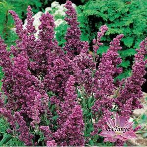 Шавлія дула зібрана Plumosa (Плюмоза)