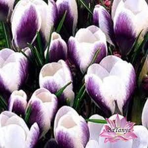 Крокус ботанічний Prins Claus (Принц Клаус), фото 1