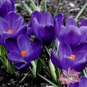 Крокус великобарвний  Flower Record (Фловер Рекорд), фото 1