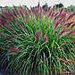 Пеннісетум лисохвостовий Red Head/Pennisetum alopecuroides Red Head, фото 2