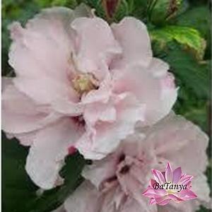 Гібіскус Леді Стенлей, фото 1