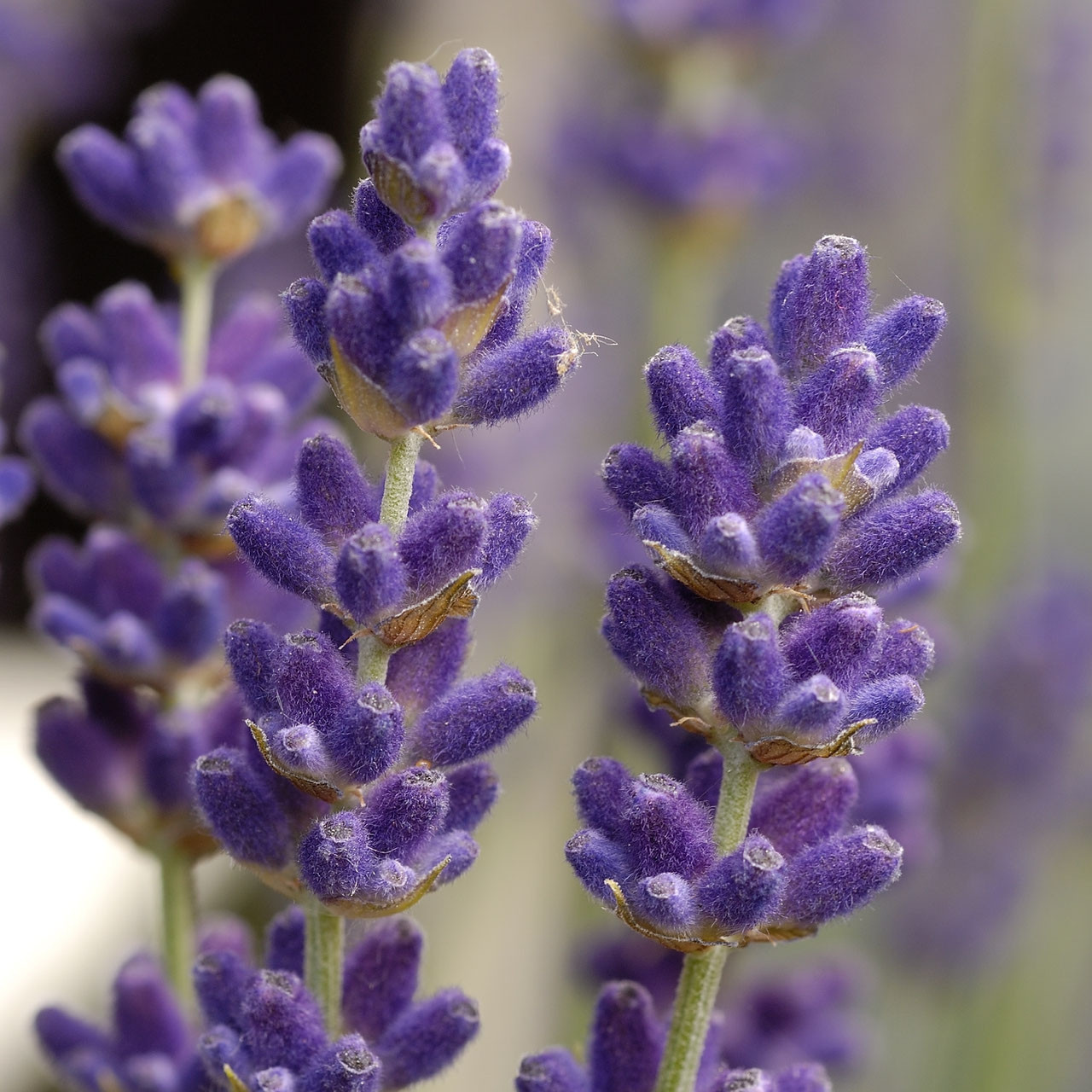 Саджанці Лаванди вузьколистої Хидкот (Lavandula angustifolia Hidcote)