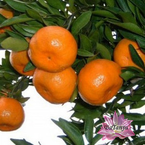 Мандарин Карвальхайз (Carvalhais), щеплений, фото 1