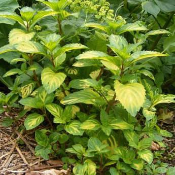 Саджанці М'яти імбирною Джинжер (Mentha Ginger Mint)