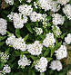 Саджанці Спіреї японської Альбіфлора (Spiraea japonica Albiflora), фото 2