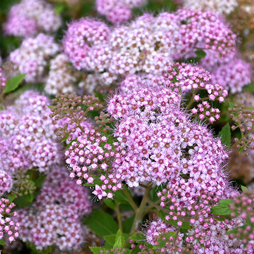 Саджанці Спіреї японської Літтл Принцес (Spiraea japonica Little Princess), фото 1