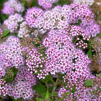 Саженцы Спиреи японской Литтл Принцесс (Spiraea japonica Little Princess)