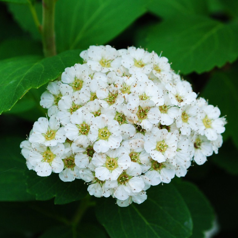 Саджанці Спіреї березолистной Тор (Spiraea betulifolia Tor), фото 1