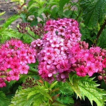 Саджанці Спіреї японської Кріспа (Spiraea japonica CRISPA)