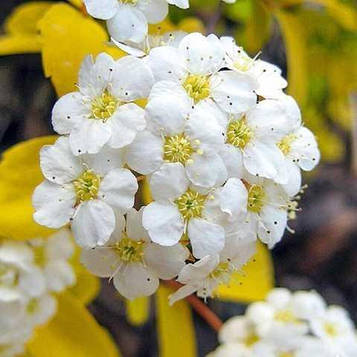 Саджанці Спіреї Вангутта Голд Фонтан (Spiraea Vanhouttei Gold Fountain)