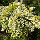 Саджанці Спіреї Вангутта Голд Фонтан (Spiraea Vanhouttei Gold Fountain), фото 2