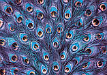Флізелінові фото шпалери з природою 254x184 см павиче перо (11046V4)+клей, фото 2