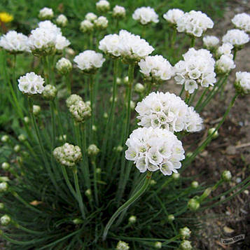 Армерія біла Альба (горщик 0,5л)