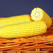 ОВЕРЛЕНД F1 - насіння кукурудзи суперсолодкої 100 000 насінин, Syngenta