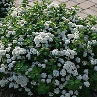 Саженцы Спиреи японской Альбифлора (Spiraea japonica Albiflora)