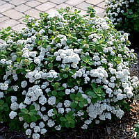 Саженцы Спиреи березолистной Тор (Spiraea betulifolia Tor)