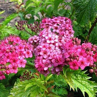 Саженцы Спиреи японской Криспа (Spiraea japonica CRISPA)