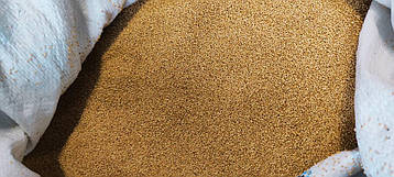 Амарант насіння, фото 2