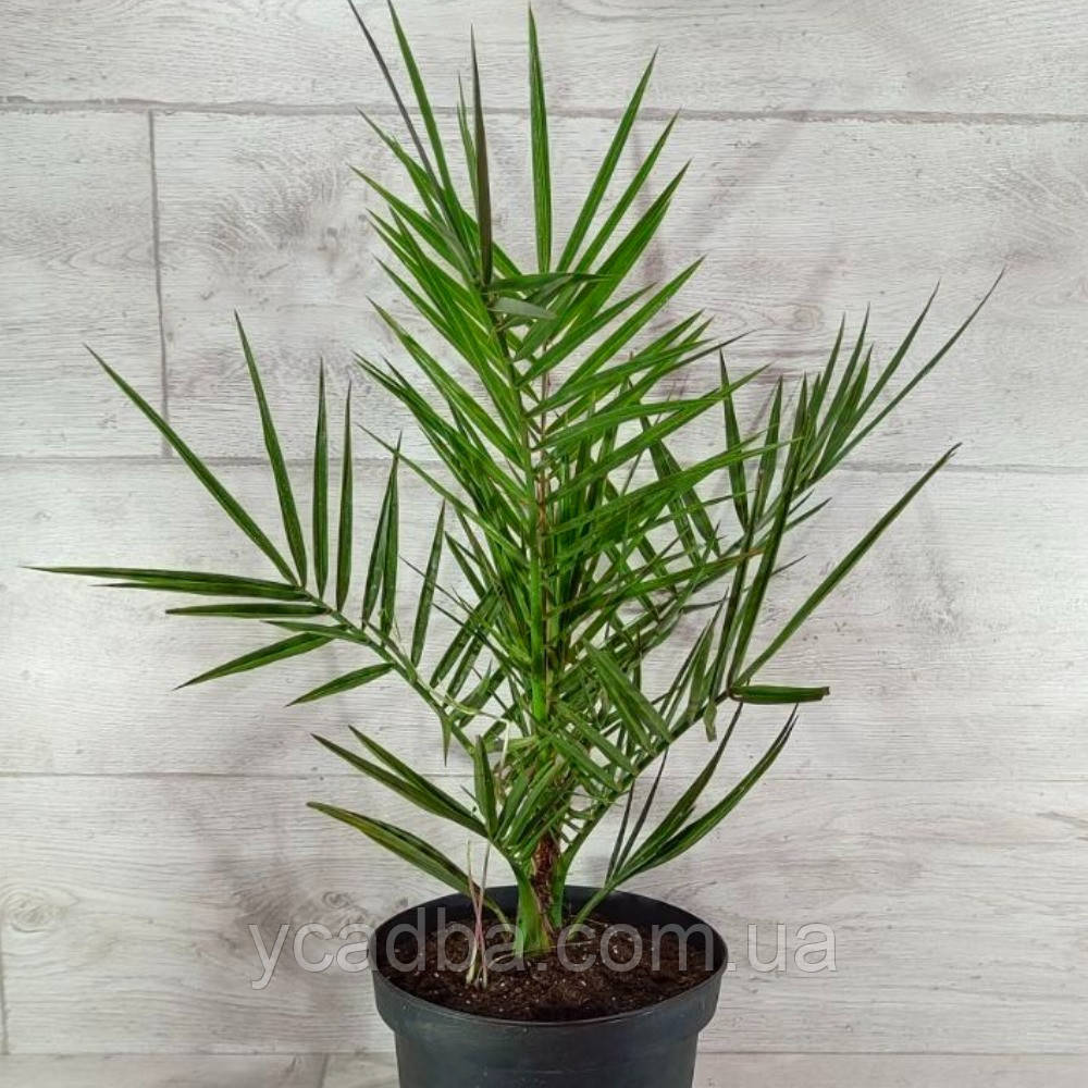 Фінікова Пальма, фото 1