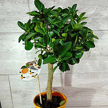 Апельсин474 з плодом