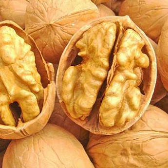 Саджанці Волоського горіха Буковинська Бомба (1-річний) - середній, великоплідний, промисловий