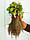 Саджанці полуниці (розсада) Гігант Джорнея (Giant jorney) - середньо-рання, великоплідна, врожайна, фото 7
