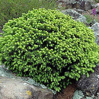 Саджанці Ялини канадської Ехініформіс (Picea glauca Echiniformis)
