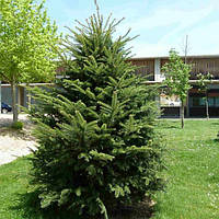 Саженці Піхти білою (Abies alba) 150 СМ