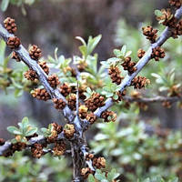 Обліпиха крушиновая Лейкора (чоловічий)