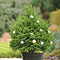 Ялина зелена Новорічна жива, Глаука (Picea pungens Glauca) 5-ти річна Н=75-90 см