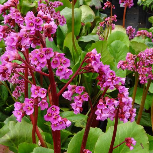 Саджанці Бадану (Bergenia)