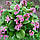 Саджанці Бадану (Bergenia), фото 3