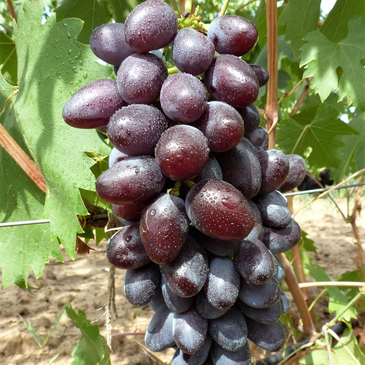 Саджанці Винограду Ламбада - ранньо-середнього терміну, великоплідний, морозостійкий