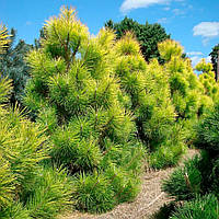 Саджанці Сосни Жовтої (Орегонської) (Pinus ponderosa) Р9