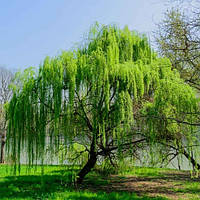 Саджанці Верби (верби) звичайної - (Salix alba)