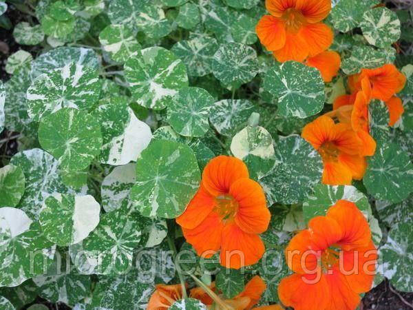 Насіння Настурція Аляска мікс мікрогрін | бебі | квіти (import)