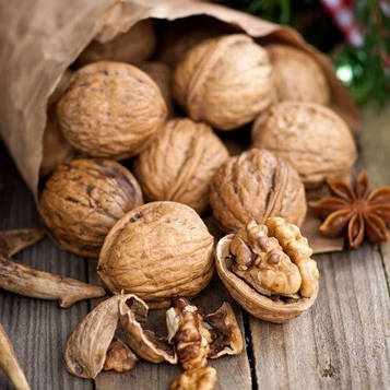 Саджанці Волоського горіха Хартлі (Hartley) - (1-річний) - раннього терміну, великоплідний, тонкокорий