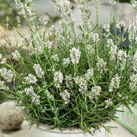 Корневще Лаванда Ellagance Snow контейнер 0.5 л — 5 шт.