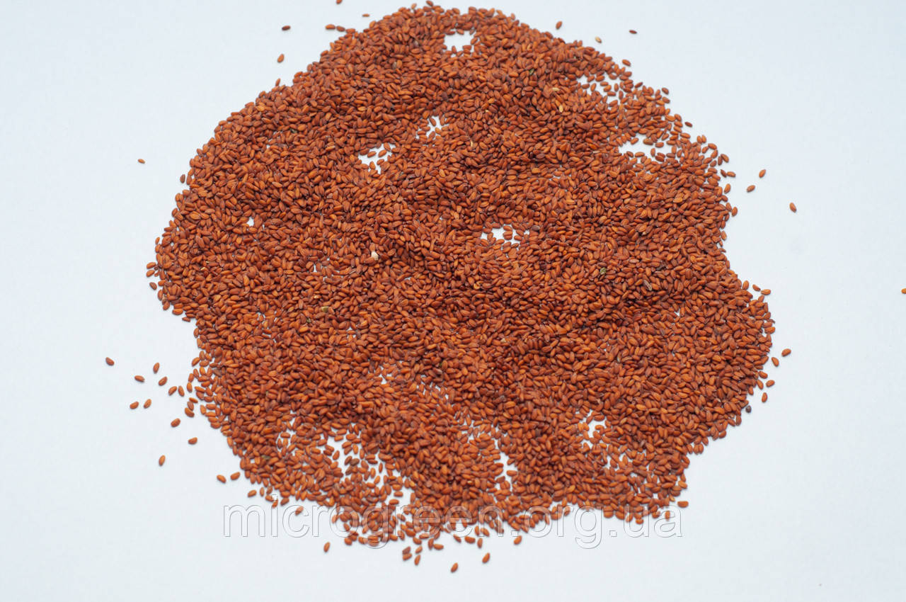 Семена Кресс-салат (перечная трава) микрогрин (import) - фото 2 - id-p989570206