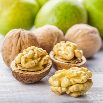 Саджанці волоського горіха Буковинська бомба (1-літній) - середнього терміну, стійкий, тонкошкурый.