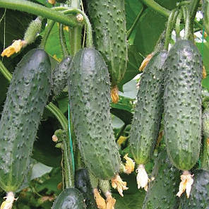 Насіння огірка Лютояр F1 (Lutoyar F1) Yuksel Seeds 250, фото 1
