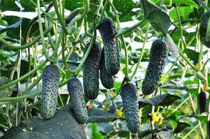 Насіння огірка Лютояр F1 (Lutoyar F1) Yuksel Seeds 250, фото 3