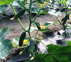 Насіння огірка Лютояр F1 (Lutoyar F1) Yuksel Seeds 250, фото 4