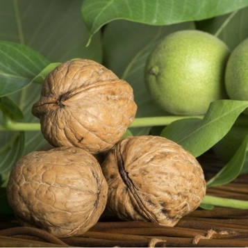 Саджанці Волоського горіха Іван Багряний (1 річний) - середньо-пізнього строку, урожайний, карликовий