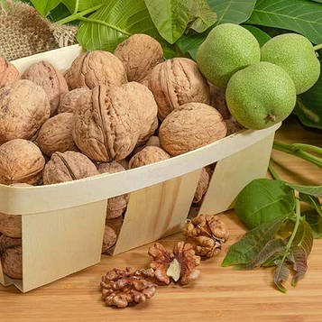 Саджанці Волоського горіха Велетень (1 річний) - пізнього строку, великоплідний, промисловий