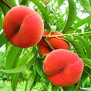 Як і коли садити саджанці персика