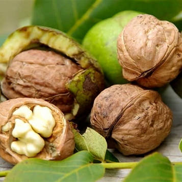 Саджанці Волоського горіха Клишківський (1 річний) - раннього терміну, урожайний, промисловий