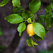 Як і коли садити розсаду лимона
